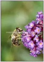 Faune Flore 1