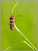 Faune Flore 2