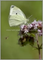 Faune Flore 3